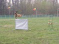 /album/szolnok-munkakutya-kvalifikacios-verseny-2015-03-28-29/dscf0778-jpg/