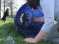 /album/husvet-az-iskolaban-2015-04-05/agility1-jpg/