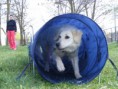 /album/husvet-az-iskolaban-2015-04-05/agility3-jpg/